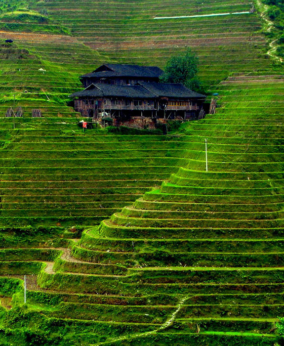 Banaue Rice Terraces in Philippines - Rice plantation