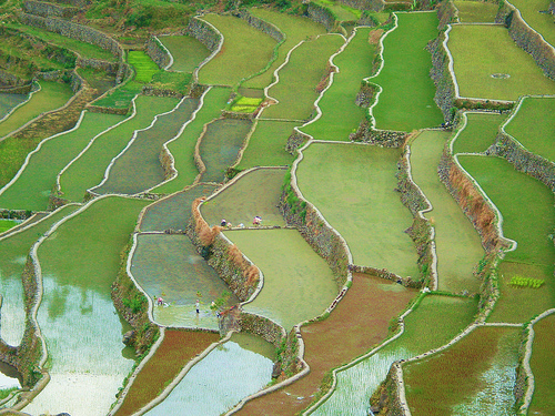 مدرجات مزارع الأرز الفلبين