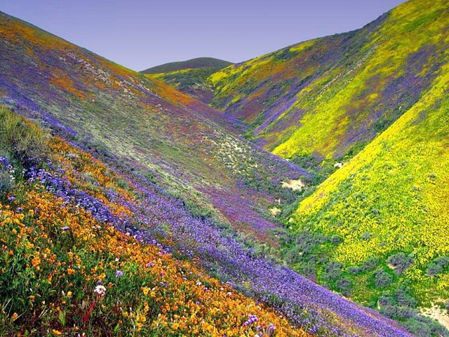 Valley of Flowers in the Himalayas, India - Amazing scents and colours