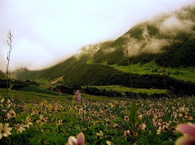 Valley of Flowers in the Himalayas, India - Beauty realm