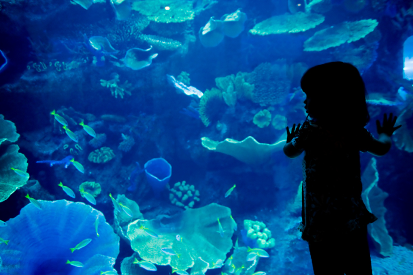 Dubai Aquarium & Discovery Centre, United Arab Emirates - Rich marine life