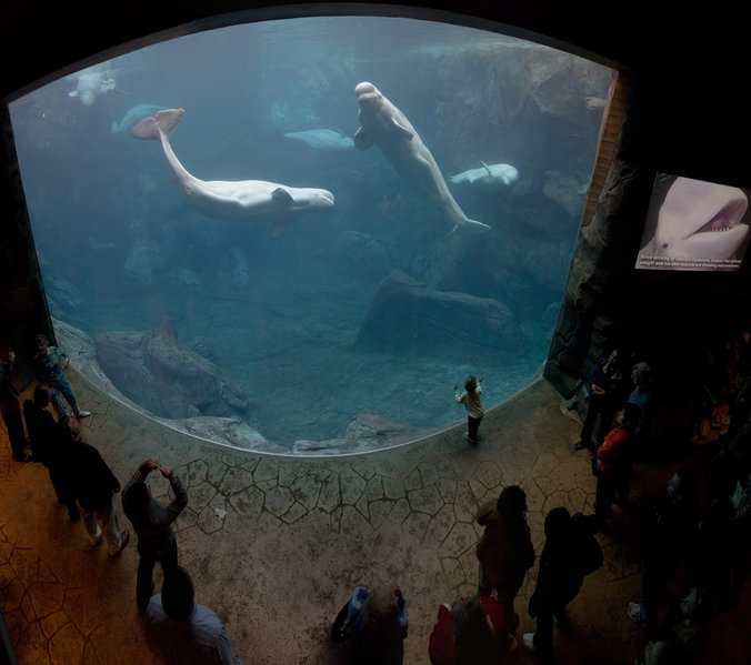 The Georgia Aquarium, USA - Baluga Whales