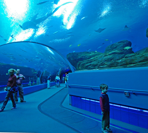 The Georgia Aquarium, USA - Georgia Aquarium