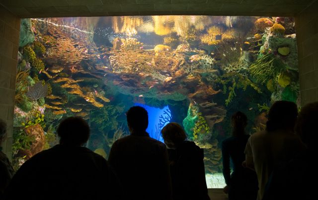 The Georgia Aquarium, USA - Tropical Tank in Georgia Aquarium