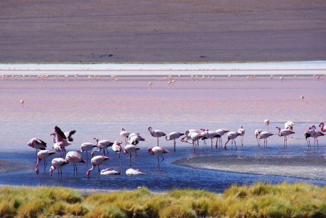 Red Lagoon in Bolivia  - Flamingos at Red Lagoon