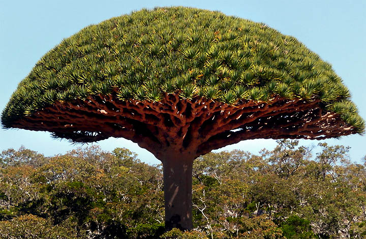 Socotra Island in Yemen - Dragon Blood Tree