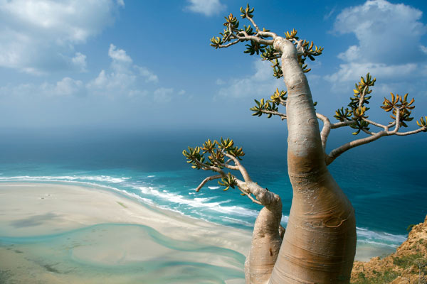 Socotra-Island-in-Yemen_Great-scenery_1575.jpg