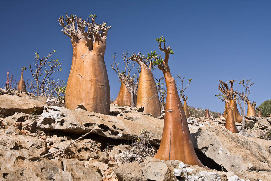 Socotra-Island-in-Yemen_Great-setting_5656.jpg