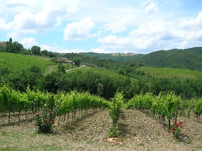 Montalcino Wine Tour - Montalcino vineyards