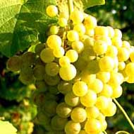 Pistoia Wine Tour - White wine production