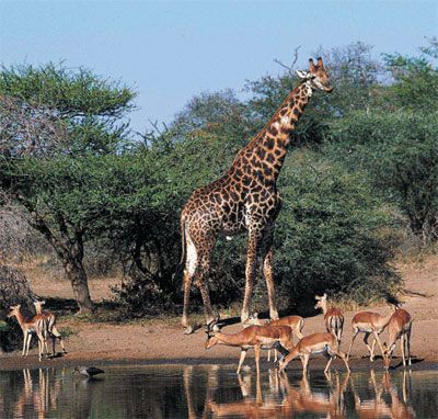 National Park Kruger - Wildlife