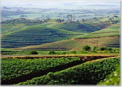 Zululand - Greenish landscape