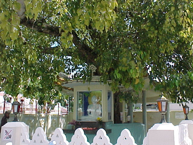 Bodhi Tree in Bodhgaya, India - General view