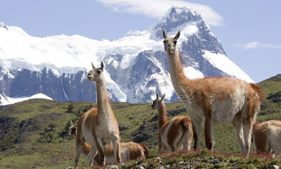 Patagonia - Wildlife