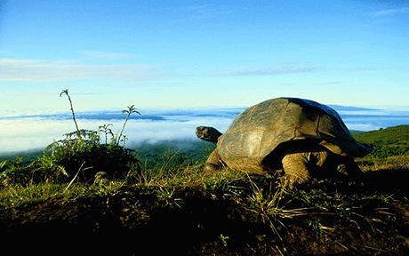 Galapagos Islands - Great scenery and wildlife