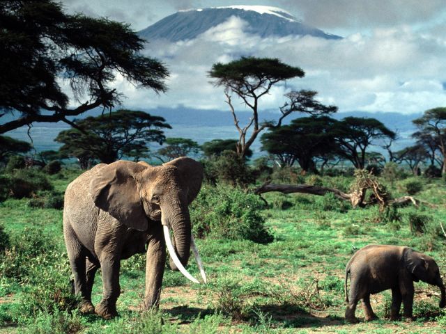 Kilimanjaro - Wildlife