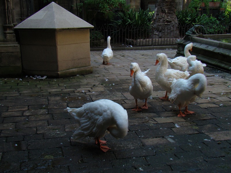 Barcelona Cathedral - Geese in the cloister