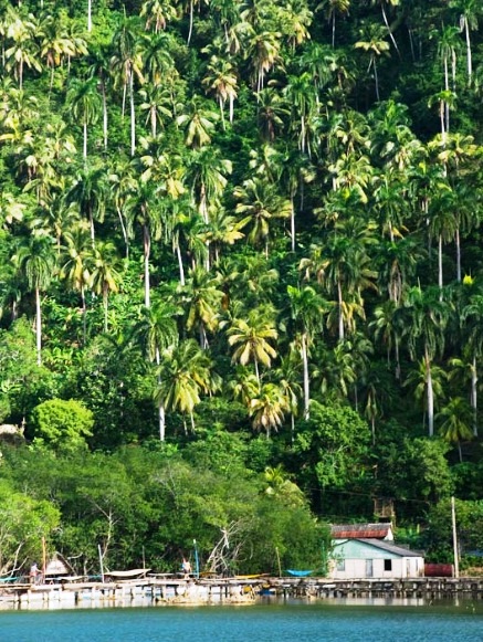 Baracoa - Exuberant vegetation