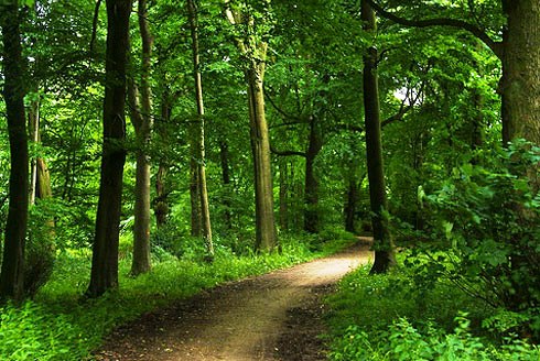 The Reserve Codrii - A nice green path