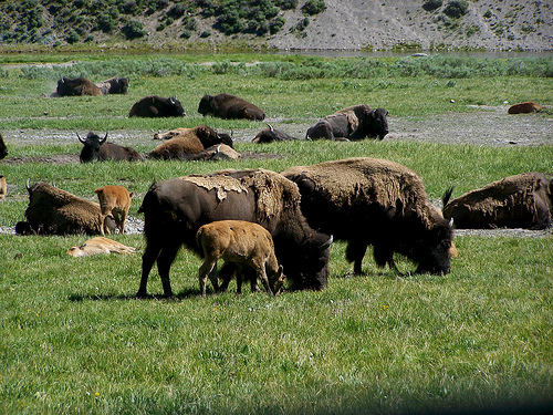 The Yellowstone National Park in Wyoming, USA  - Yellowstone Buffalo