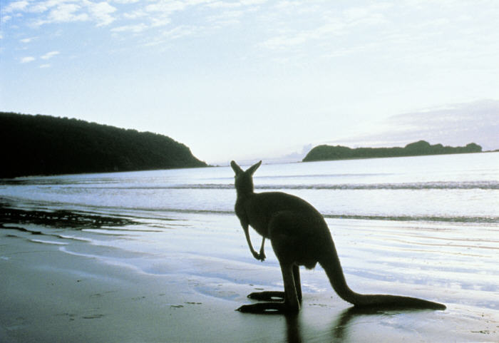 Kangaroo Island, Australia - Beautiful beaches