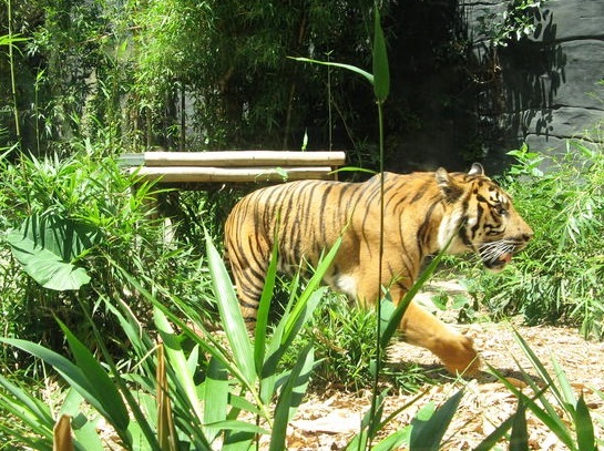 Taronga Zoo - Sumatran tiger