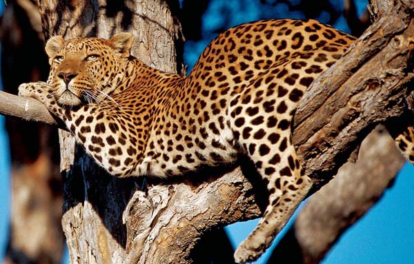 Kenya - Wildlife