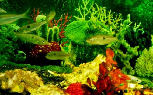 The Sevastopol Marine Aquarium-Museum  - Equiped aquariums