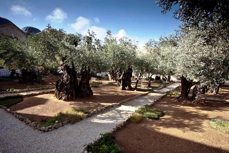 Jerusalem in Israel - Garden of Gethsemane