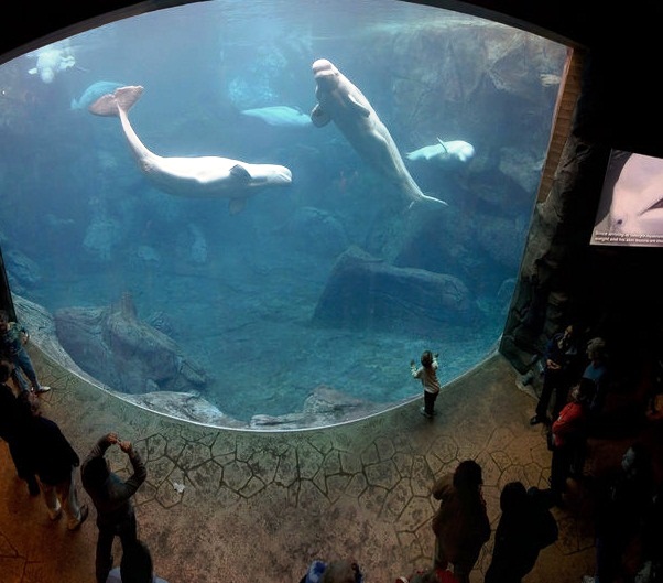 Georgia Aquarium - Amazing aquatic animals