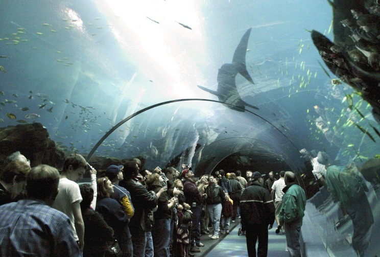 Georgia Aquarium - Interior view