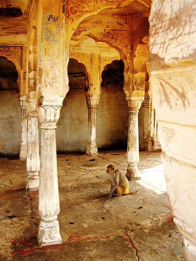 Jaipur in India - Monkey Temple