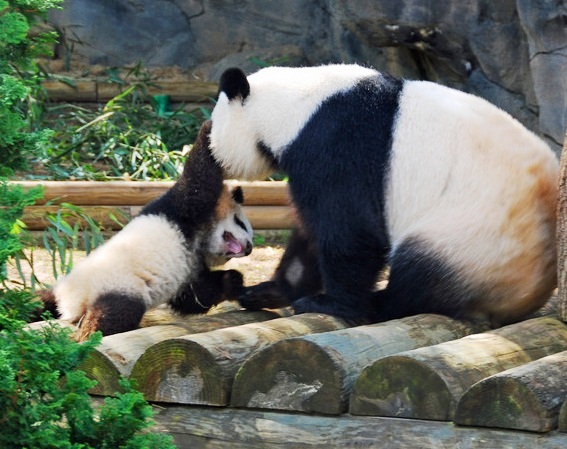 Zoo Atlanta - Happy Pandas