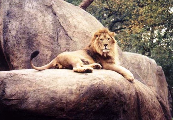 Zoo Atlanta - Strong lion