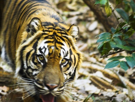 Zoo Atlanta - Sumatran tiger