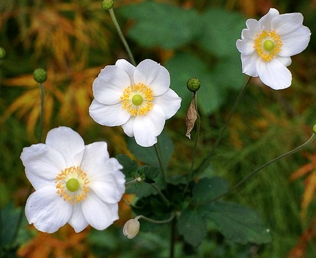 Bethmann Park - Amazing flora