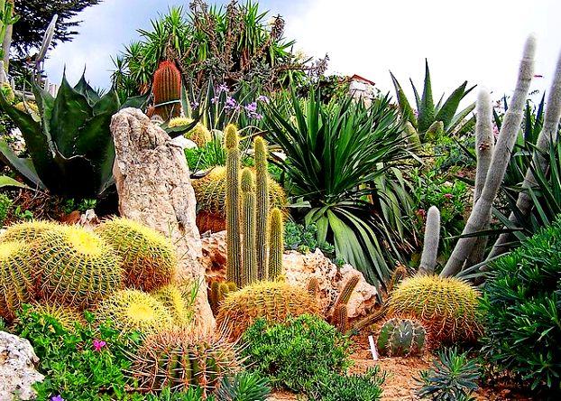 The Exotic Garden - Unique cacti collections