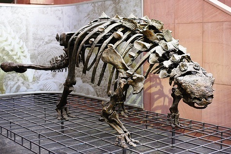 Senckenberg Museum of Natural History - Animal skeleton