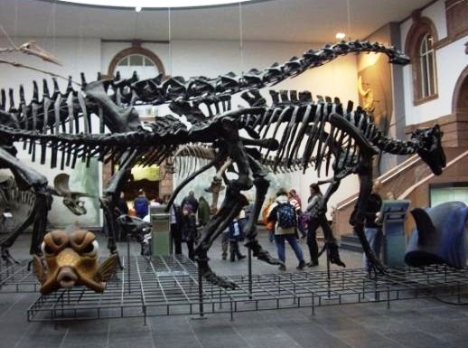 Senckenberg Museum of Natural History - Dinosaur skeleton