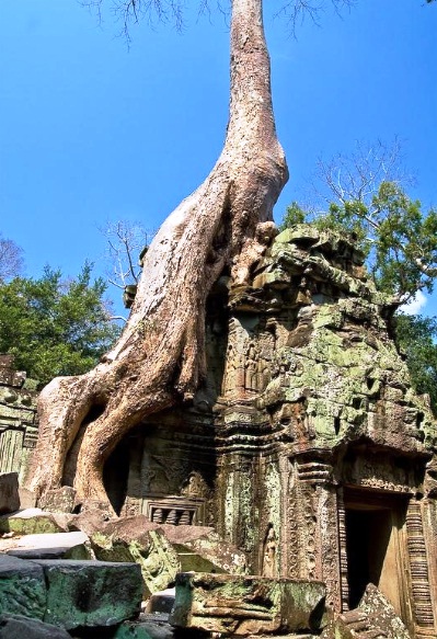 Angkor Wat in Cambodia - Ta Prohm Temple