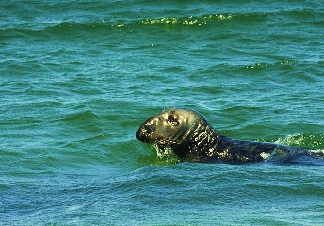 Cape Cod - Gray seal
