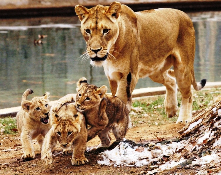 National Zoological Park - Lions
