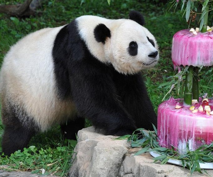 National Zoological Park - Panda bears