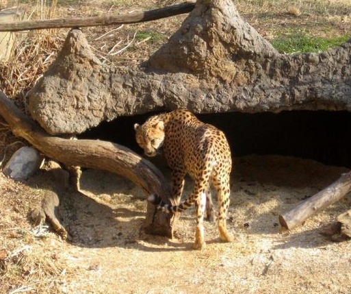 National Zoological Park - The cheetah