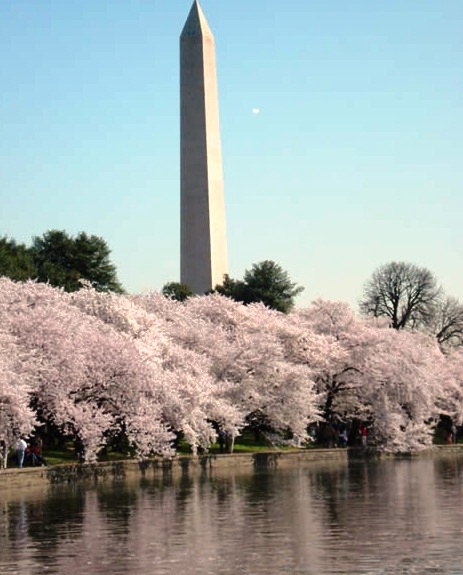 The Washington Monument - Side view