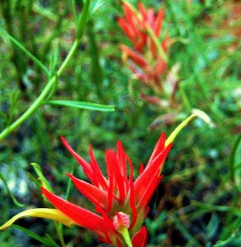 Zion National Park  - Flora