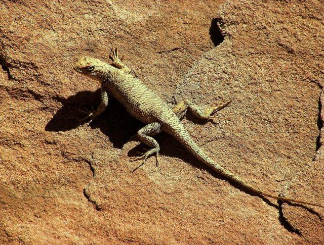 Capitol Reef National Park  - Fauna of Spring Canyon