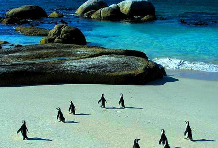 Cape Town, South Africa - The African Penguins