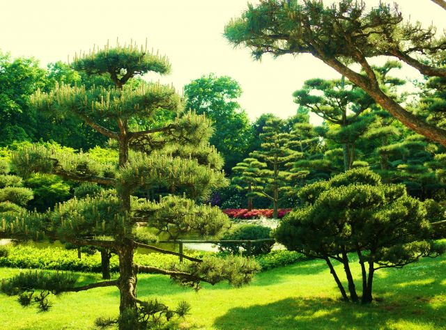 The North Park - Japanese garden 