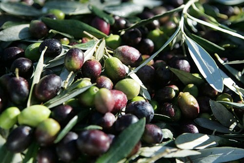 Greve in Chianti - Olives -what Chianti is famous for